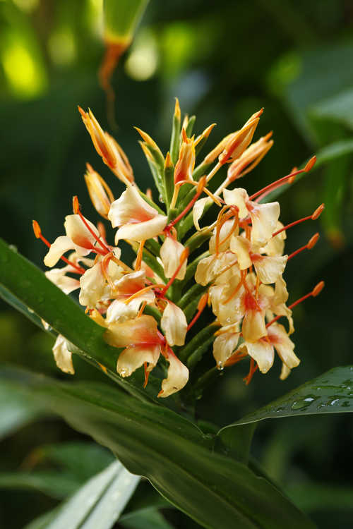 Hedychium 'Pink V' (hardy ginger-lily)