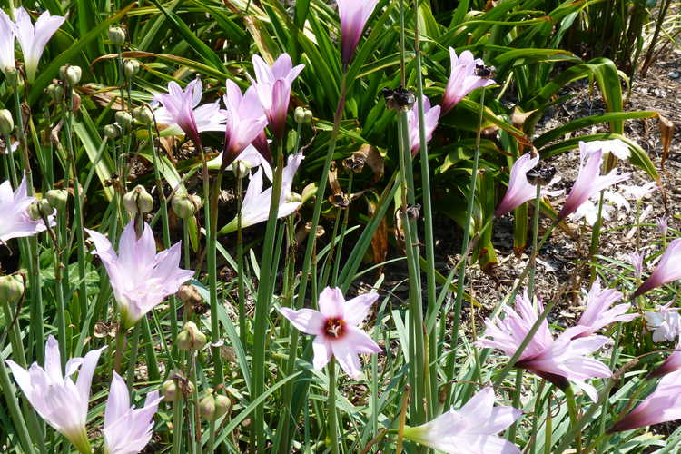 Habranthus ×floryi (purple base) (hybrid rain-lily)