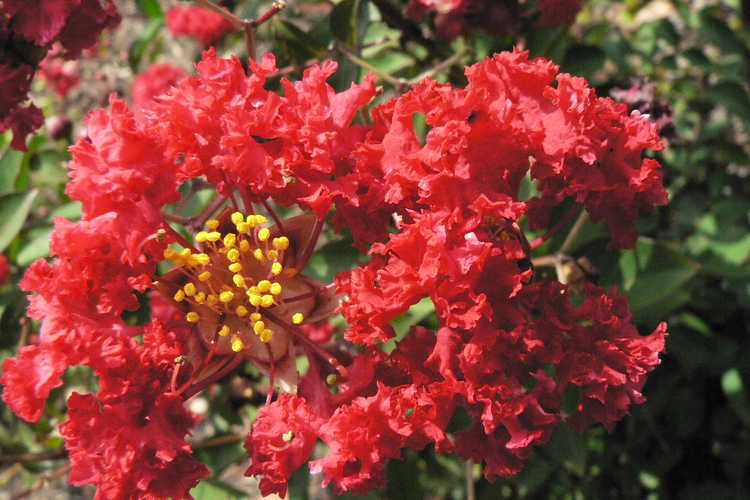 Lagerstroemia indica 'Whit IV' (Red Rocket red crepe myrtle)