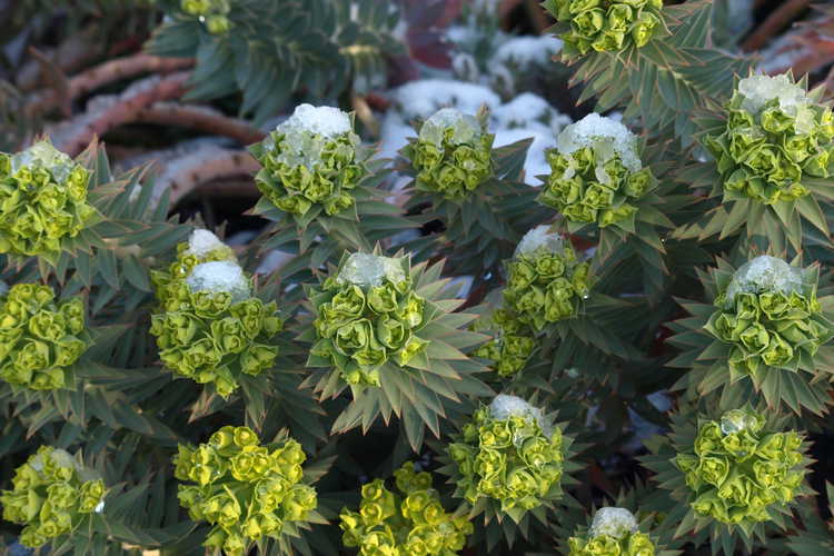 Euphorbia rigida (rigid spurge)