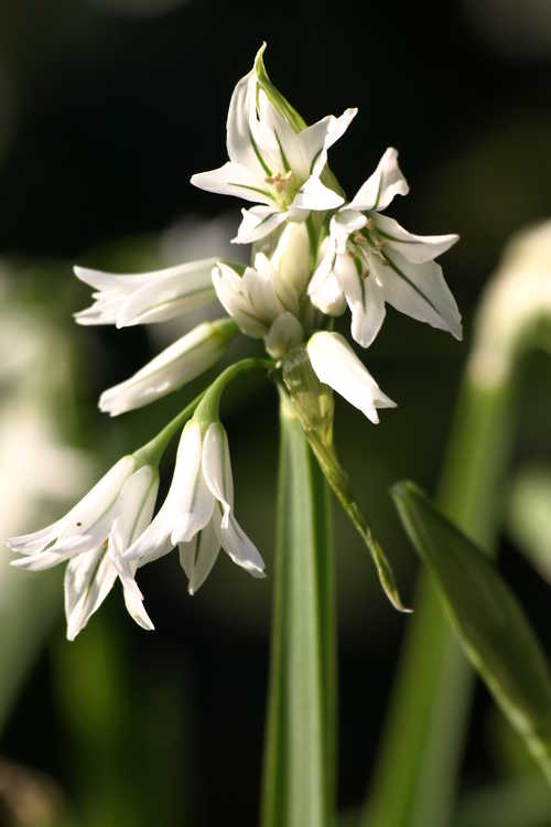 Allium triquetrum (three-cornered leek)