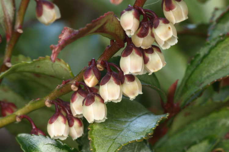Eurya japonica 'Moutiers' (variegated eurya)