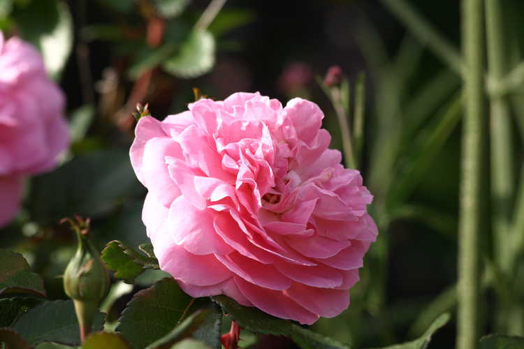 Rosa 'Radprov' (Orchid Romance floribunda rose)