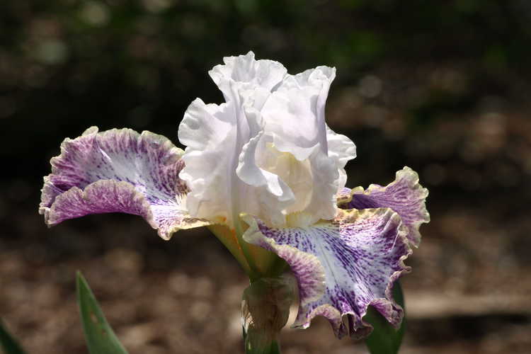 Iris 'Vapor' (tall bearded iris)