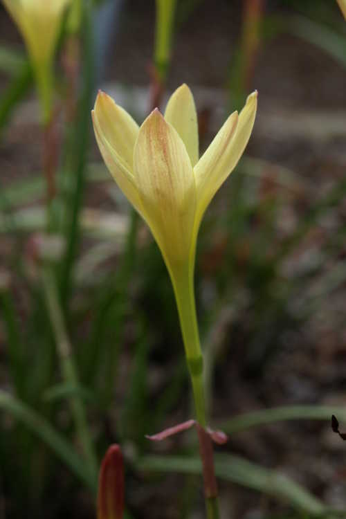Zephyranthes primulina (yellow rain-lily)