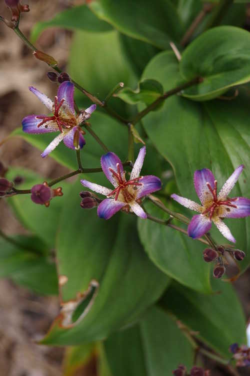 Tricyrtis lasiocarpa (amethyst toad lily)