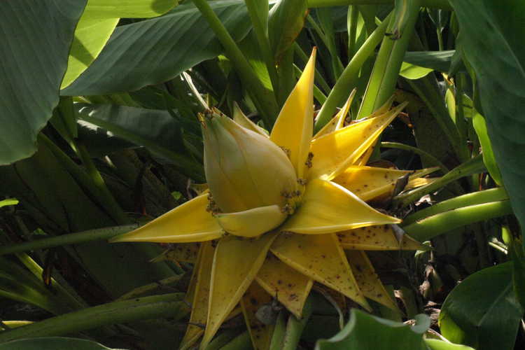 Musella lasiocarpa (Chinese yellow banana)