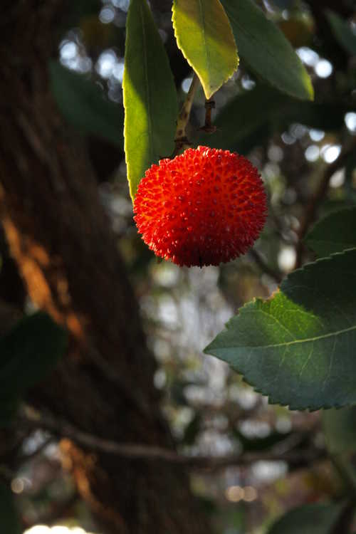 Arbutus unedo 'Elfin King' (compact strawberry tree)