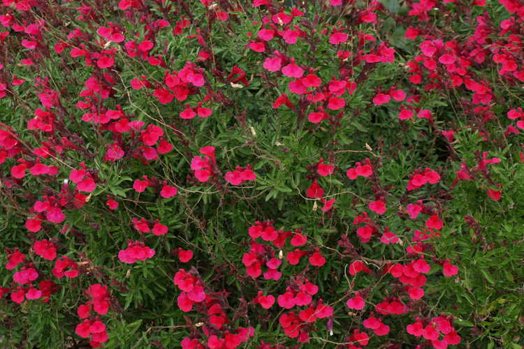 Salvia 'Red Letter' (hybrid autumn sage)