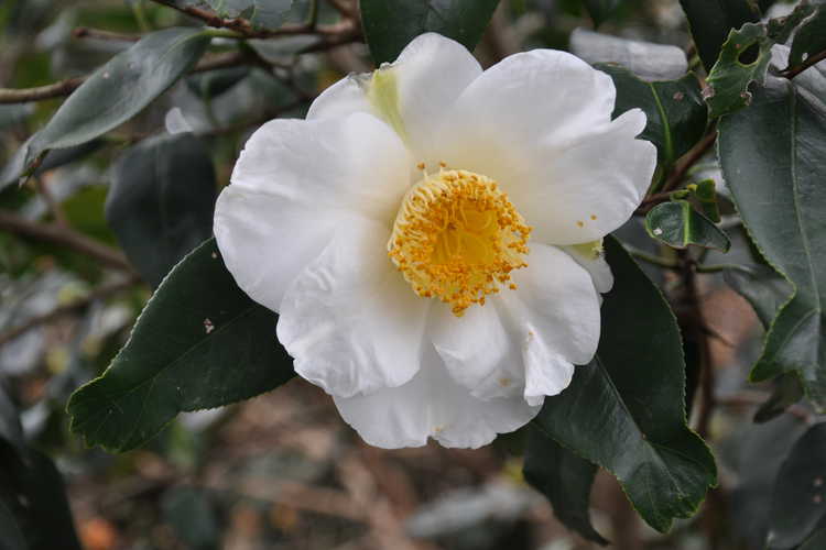 Camellia japonica 'Quercifolia' (fish-tail Japanese camellia)