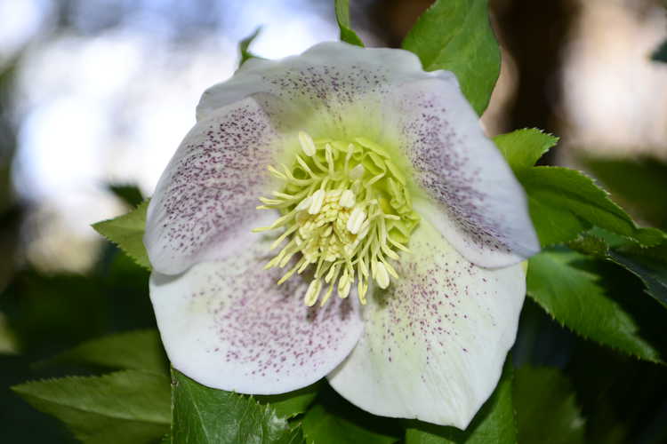 Helleborus ×hybridus (Lenten rose)