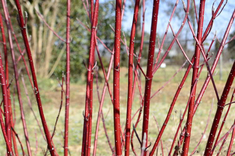 Cornus alba 'Stdazam' (Strawberry Daiquiri variegated redosier dogwood)