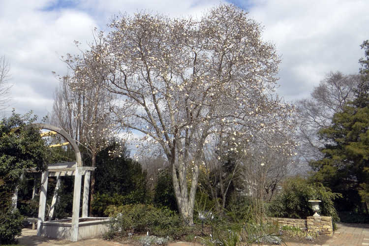 Magnolia ×loebneri 'Merrill' (Loebner magnolia)