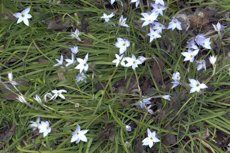 Ipheion uniflorum (spring star flower)