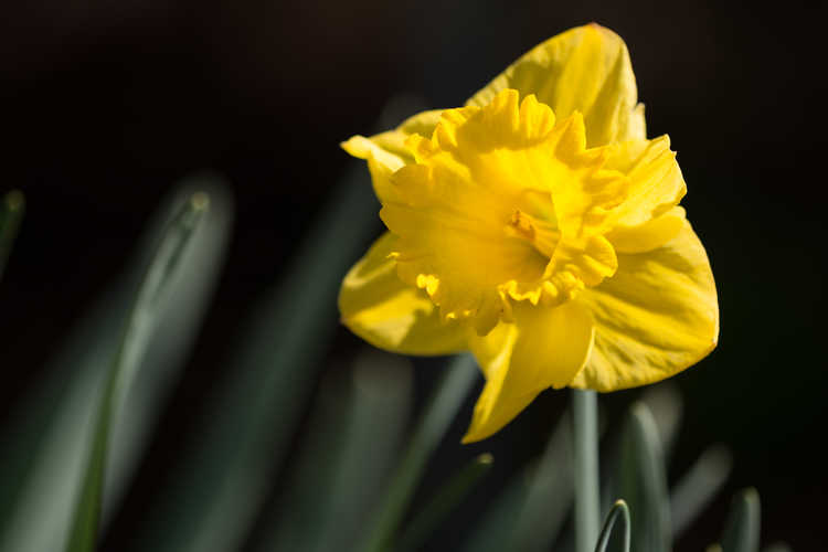 Narcissus 'Exception' (trumpet daffodil)