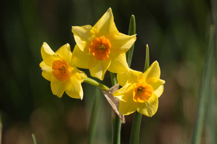 Narcissus 'Falconet' (tazetta daffodil)