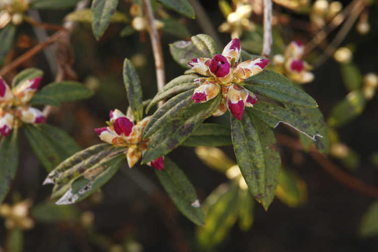 Rhododendron 'Yoshino' (Japanese hybrid azalea)