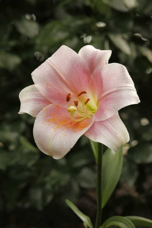 Lilium 'Pink Heaven' (hybrid lily)