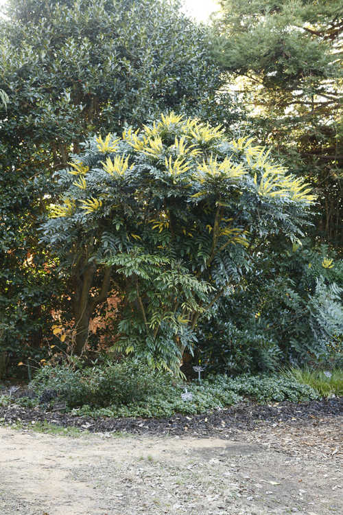 Mahonia ×media 'Buckland' (grapeholly)