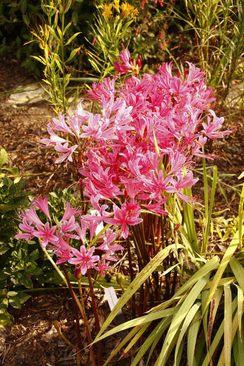Lycoris ×haywardii (electric surprise-lily)