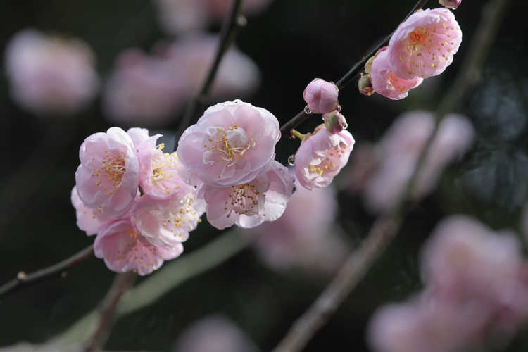 Prunus mume 'Nicholas' (Japanese flowering apricot)