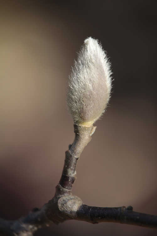 Magnolia 'Anticipation' (Kehr hybrid magnolia)