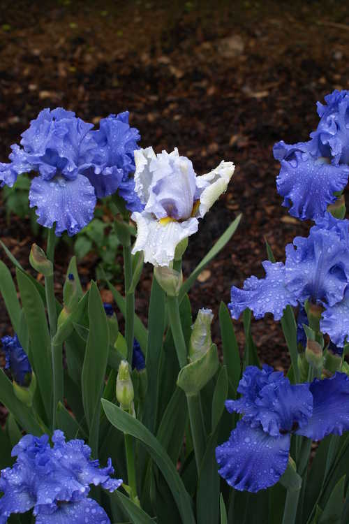 Iris 'Pure Sapphire' (tall bearded iris)