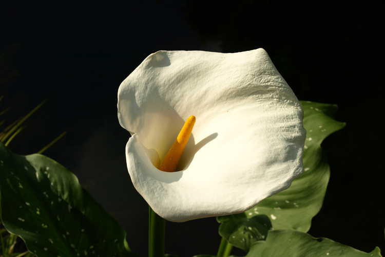Zantedeschia aethiopica 'White Giant' (giant calla lily)
