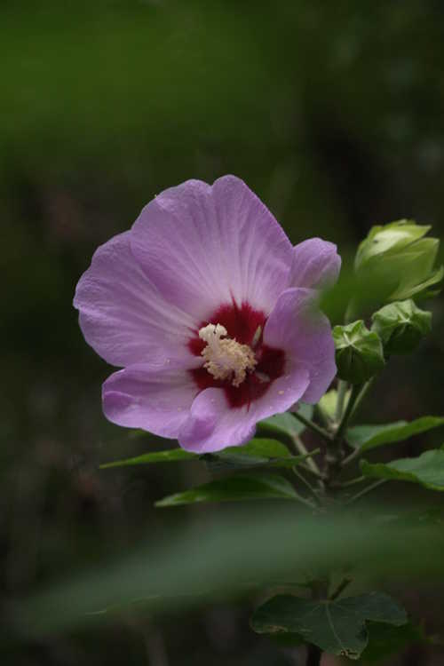 Hibiscus sinosyriacus 'Lilac Queen' (Chinese rose-of-Sharon)