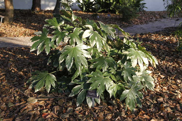 Fatsia japonica 'Variegata' (variegated Japanese fatsia)