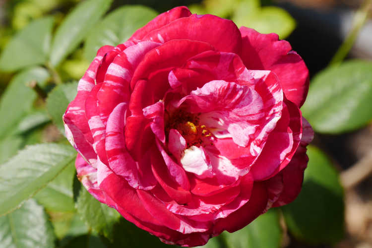 Rosa 'Wekplapep' (Scentimental floribunda rose)