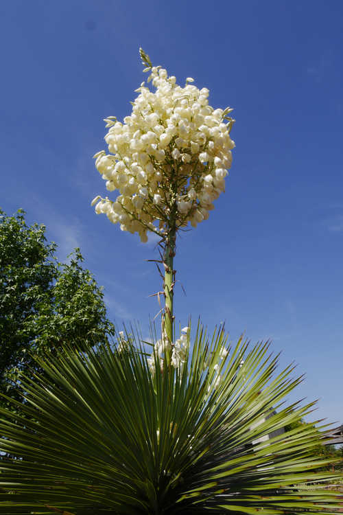 Yucca thompsoniana (Trans Pecos yucca)
