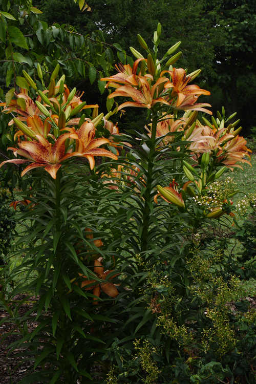 Lilium 'Kentucky' (hybrid lily)