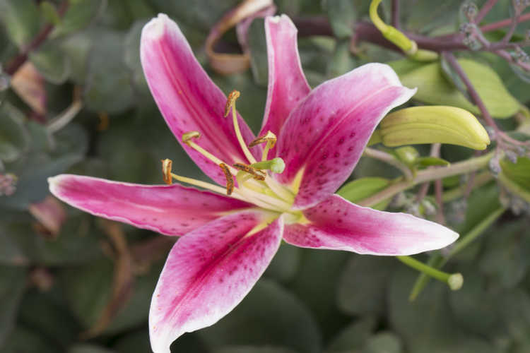 Lilium 'Kissproof' (oriental lily)