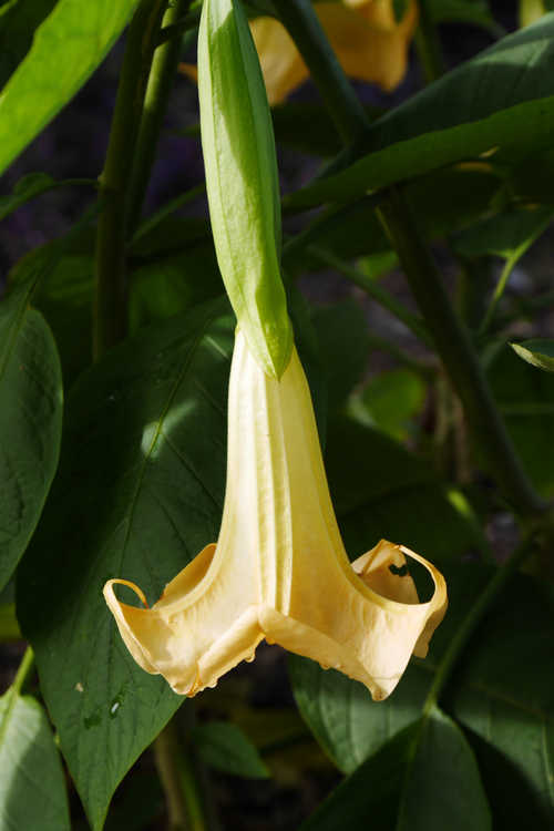 Brugmansia 'Inca Sun' (hybrid angel's trumpet)