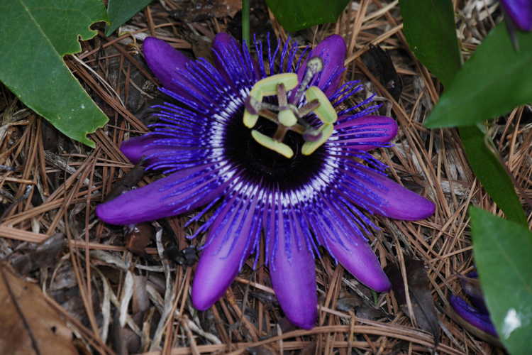 Passiflora 'Monika Fischer' (hybrid passion flower)