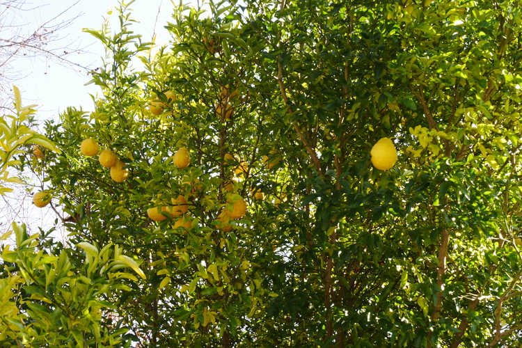 Poncirus trifoliata × Citrus auranticum (citradia)