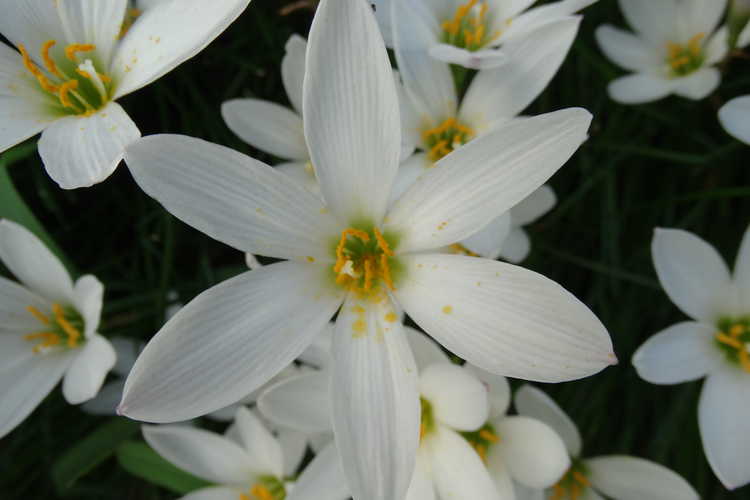 Zephyranthes candida (white rain-lily)