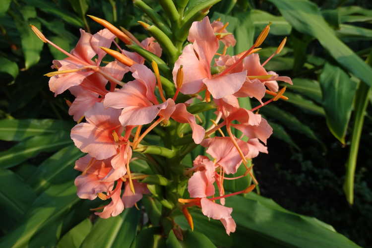 Hedychium 'Elizabeth' (hardy ginger-lily)