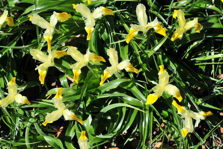 Iris bucharica (Bokhara iris)
