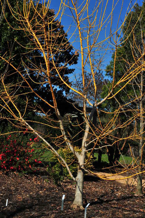 Styphnolobium japonicum 'Winter Gold' (gold-stem Japanese pagoda tree)