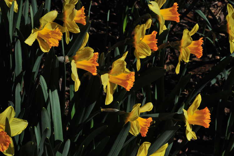 Narcissus 'Red Curtain' (trumpet daffodil)