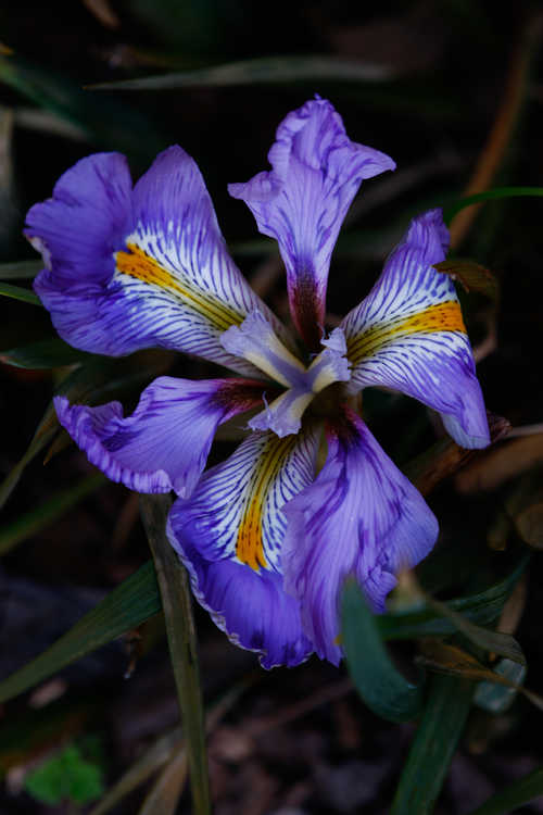 Iris unguicularis (winter flowering iris)