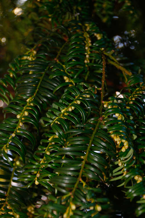 Taxus wallichiana var. chinensis (Chinese yew)