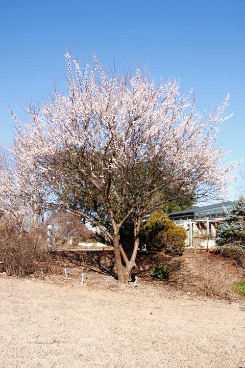 Prunus mume 'Josephine' (Japanese flowering apricot)