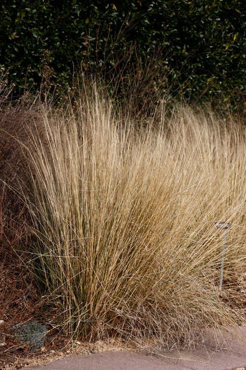 Muhlenbergia capillaris (hairy-awn muhly grass)