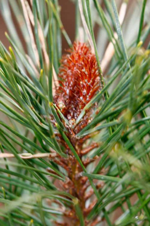 Pinus densiflora 'Tanyosho Special' (dwarf Japanese red pine)
