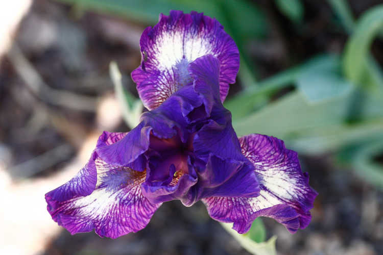 Iris 'Starwoman' (intermediate bearded iris)