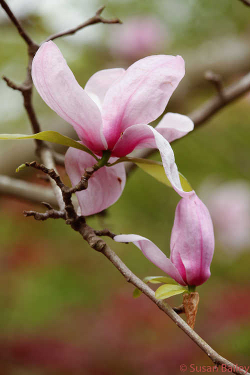 Magnolia 'Eskimo' (Kehr hybrid magnolia)