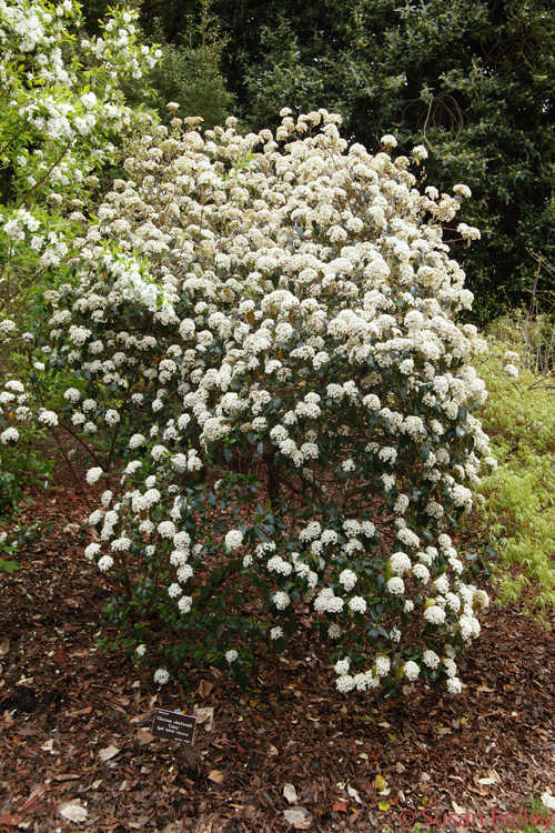 Viburnum ×burkwoodii 'Conoy' (Egolf hybrid viburnum)